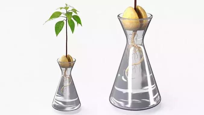 Avocado Seedling Growing in Water Vase Fur 3D model