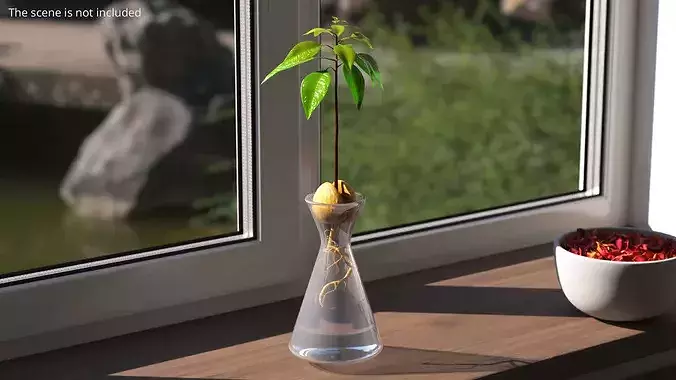 Avocado Seedling Growing in Water Vase Fur 3D model 2