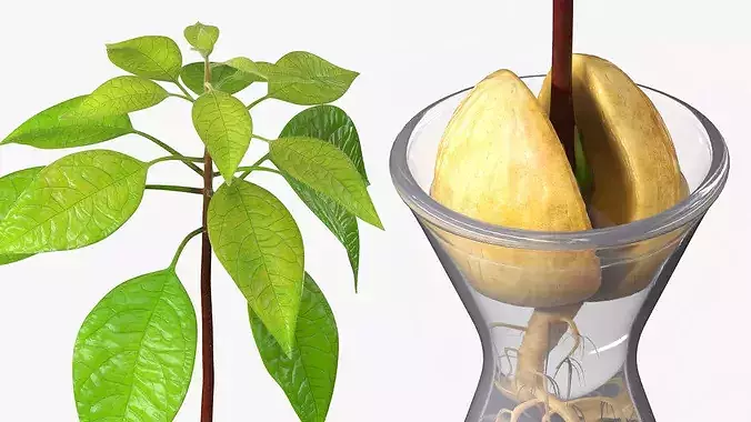 Avocado Seedling Growing in Water Vase Fur 3D model 3