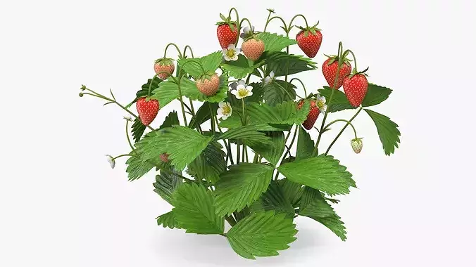 Strawberry Plant with Ripe and Green Fruits 3D model