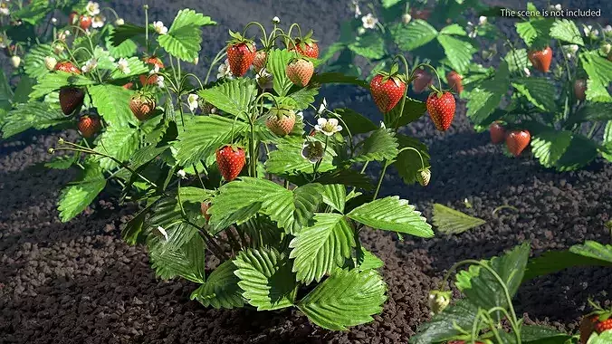 Strawberry Plant with Ripe and Green Fruits 3D model 2