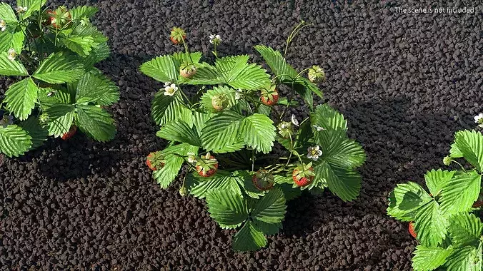 Strawberry Plant with Ripe and Green Fruits 3D model 3