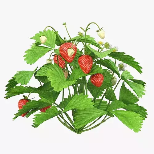 Strawberry Plant Bush with Fruits 3D model