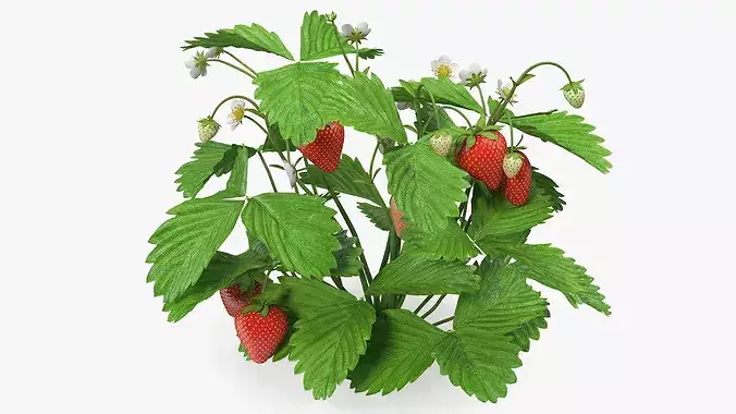 Strawberry Plant Bush with Fruits 3D model 2