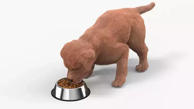 Brown Labrador Puppy Eating Dog Food Fur for Maya 3D model
