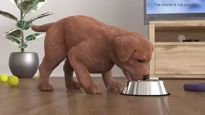 Brown Labrador Puppy Eating Dog Food Fur for Maya 3D model 2
