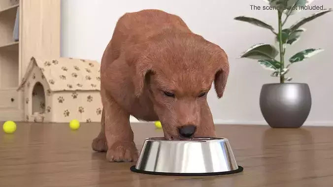 Brown Labrador Puppy Eating Dog Food Fur for Maya 3D model 3