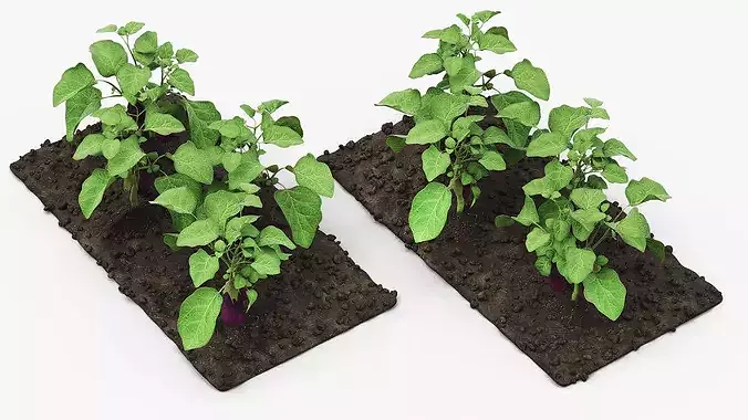 Eggplant Plants with Cultivated Soil Purple 3D model 3