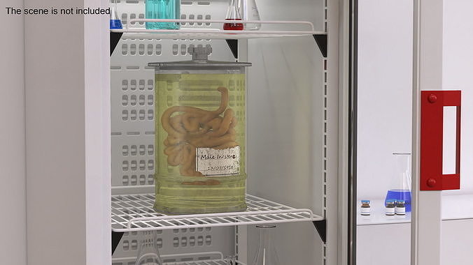 Human Small Intestine in Old Glass Jar 3D model