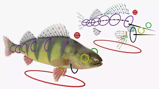 Yellow Perch Fish Rigged 3D model 2