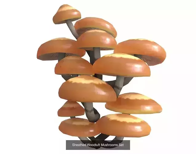 Mushrooms Pack 1 2